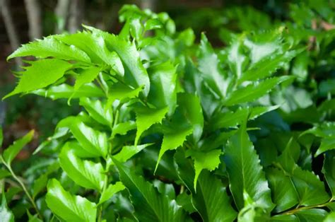 Ultimate Guide to Humidity for Holly Fern